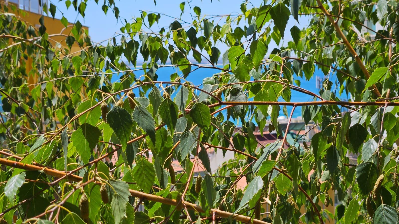 Einzimmerwohnung ohne Wartungsgebühr im Viertel „Rusalka“, Sveti Vlas – eine ausgezeichnete Wahl zum Wohnen und Investieren