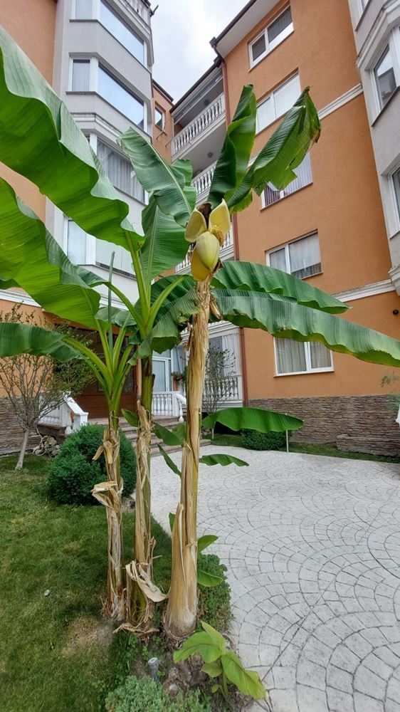 Zweizimmerwohnung 500 Meter vom Strand in Sonnenstrand – bezugsfertig